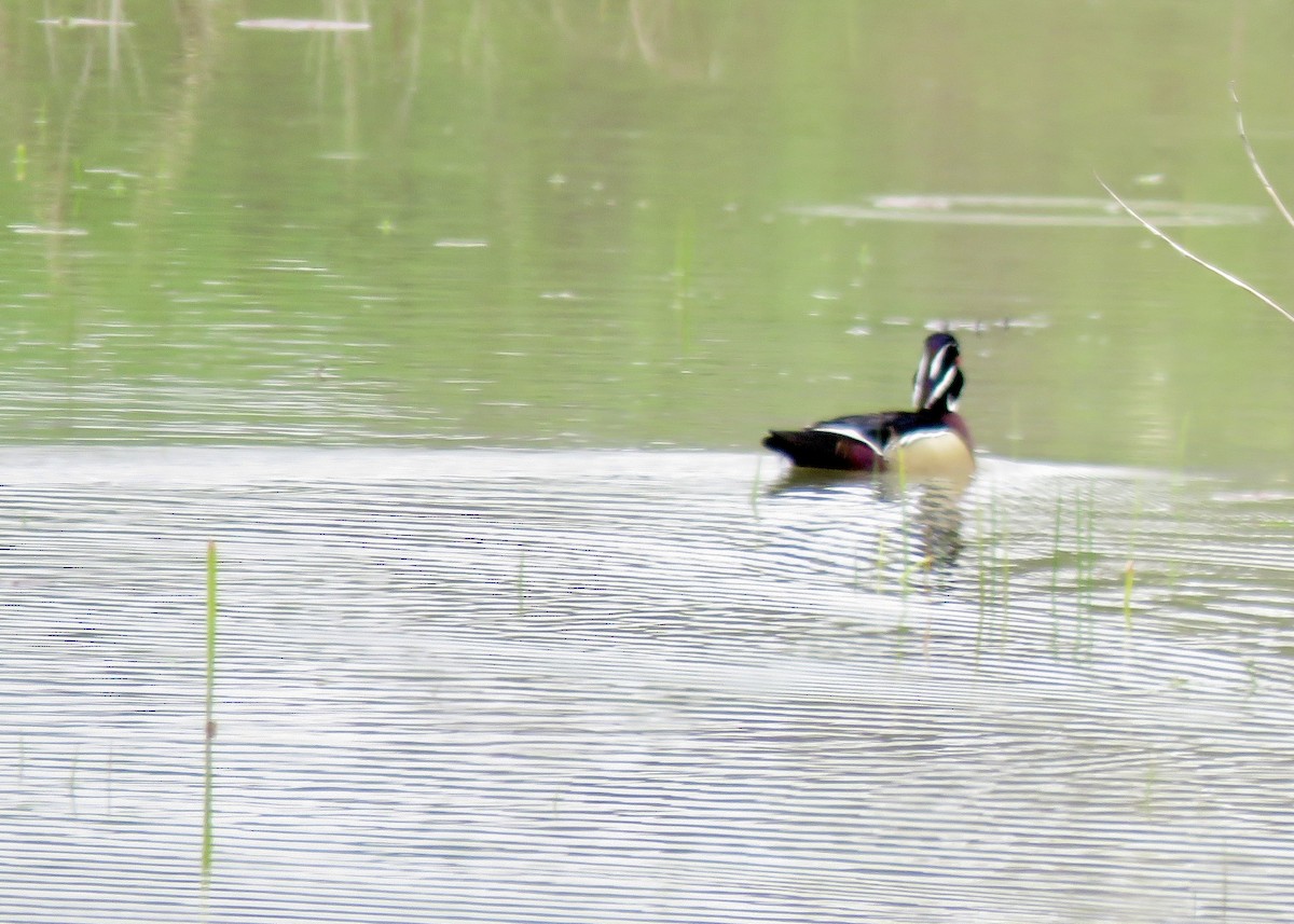 Каролинская утка - ML654741962