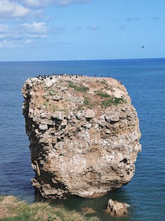 Whitburn Coastal Park, Tyne and Wear, England, United Kingdom - eBird ...