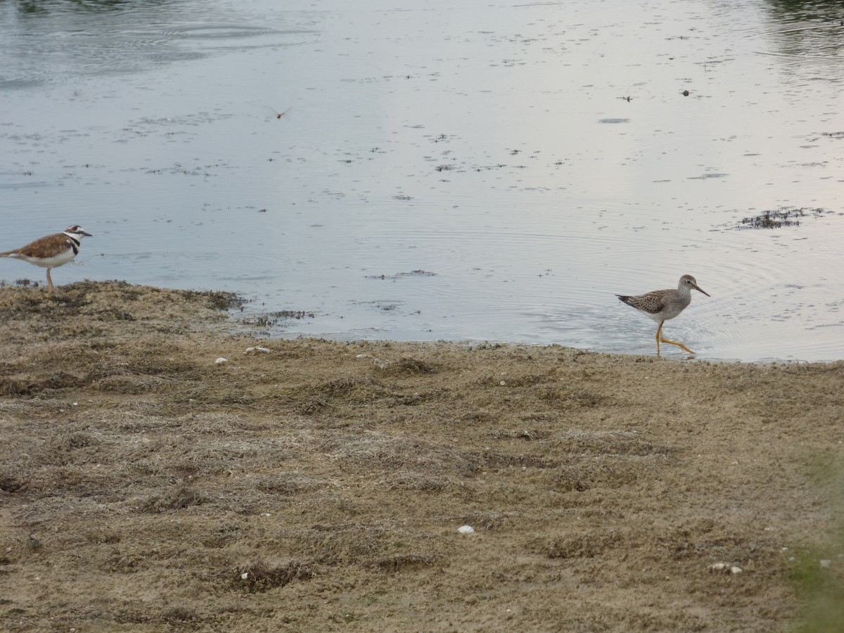 Lesser Yellowlegs - ML65474271