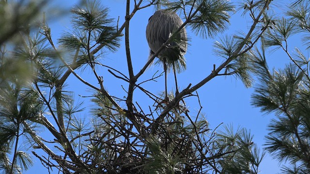 Garza Azulada - ML654743430