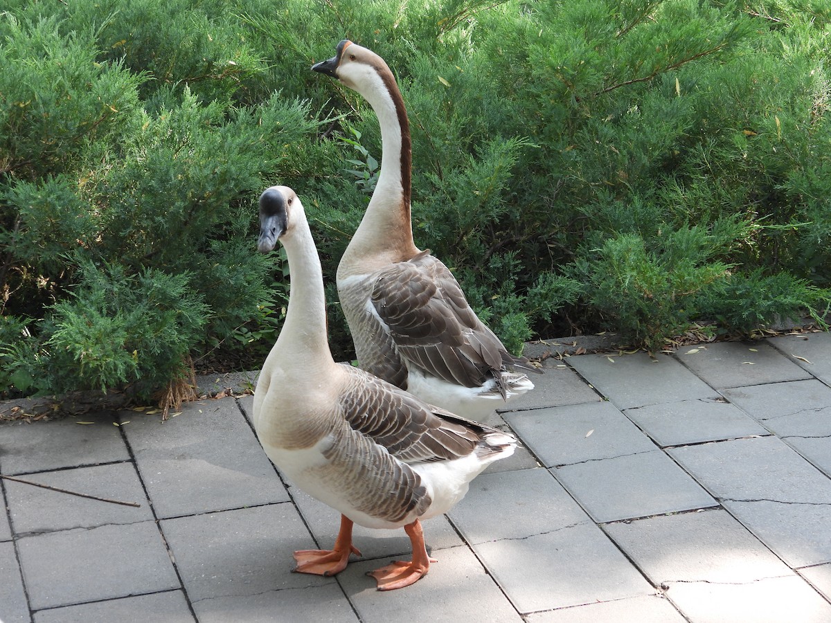 Ánsar Cisnal - ML654743746