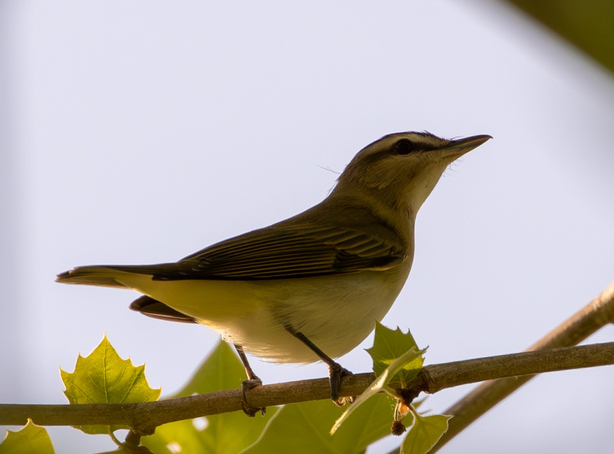 Red-eyed Vireo - ML654744953