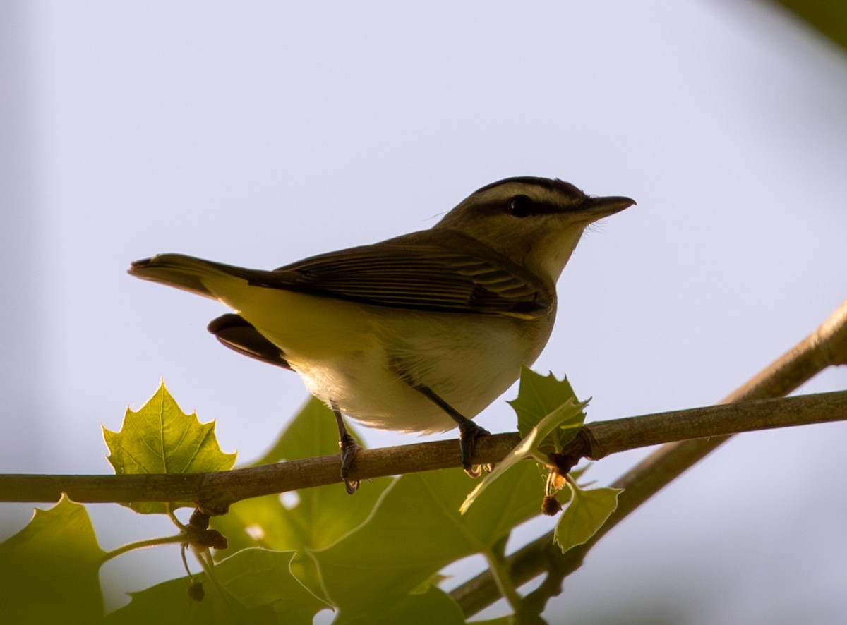 Red-eyed Vireo - ML654744954
