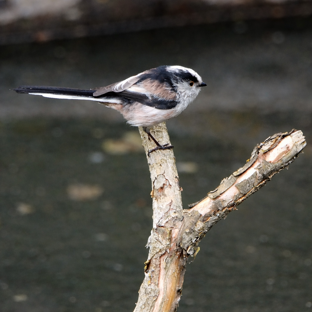 ML654745652 - Long-tailed Tit - Macaulay Library