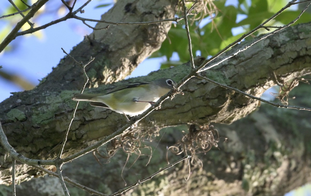 Blue-headed Vireo - ML654747186
