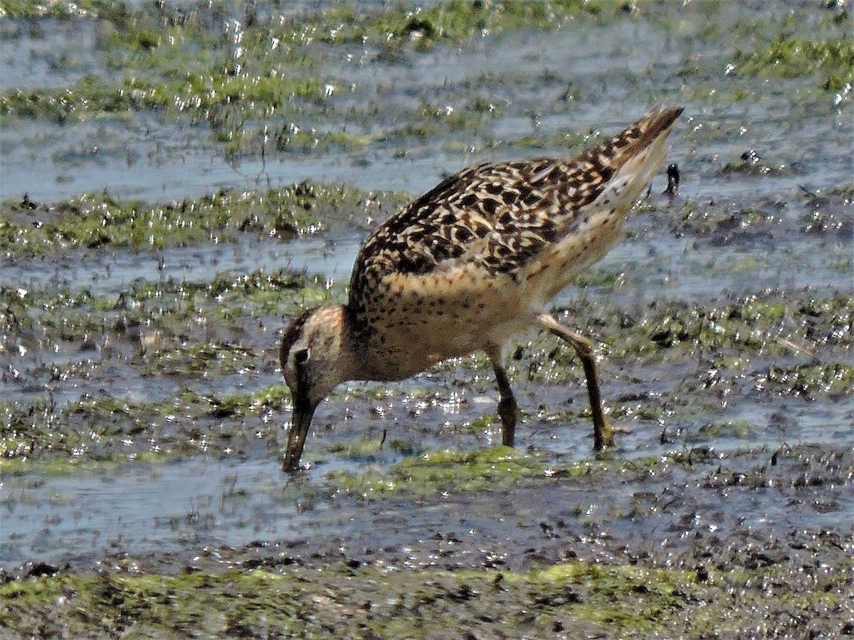 Short-billed Dowitcher - Eric Michael