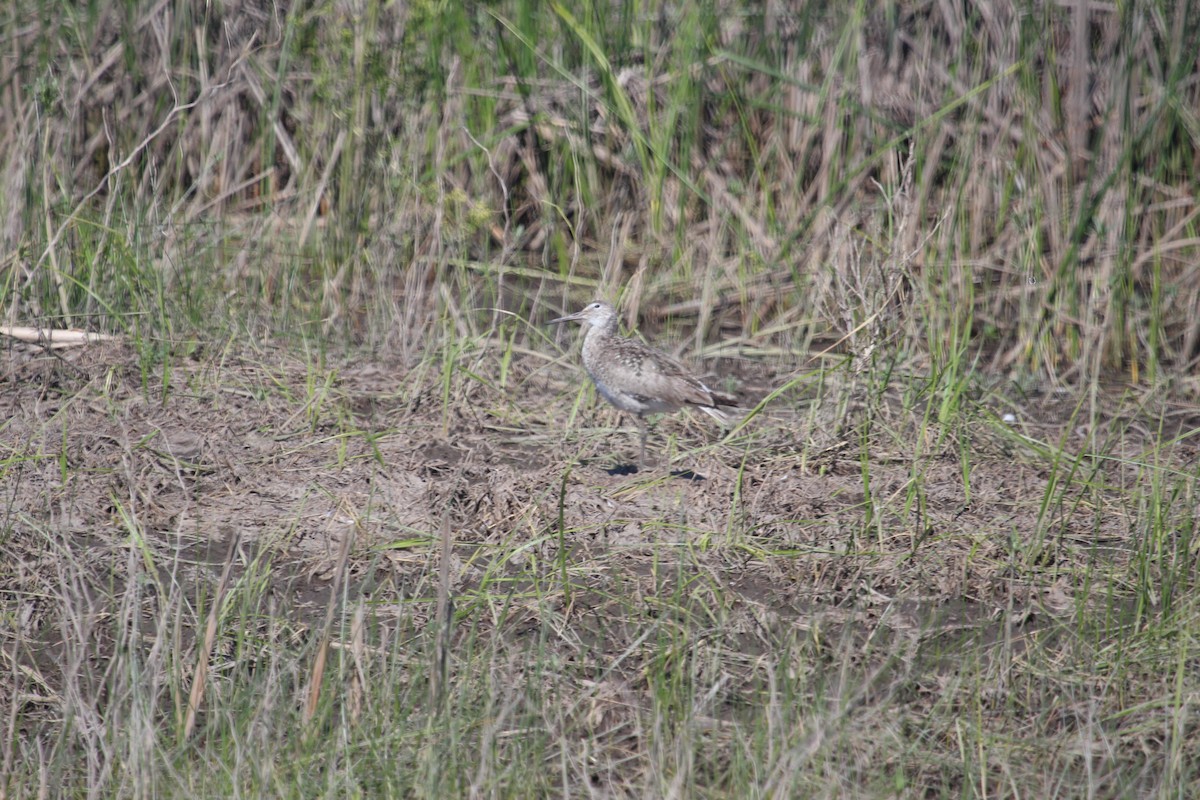 Willet - ML654749152