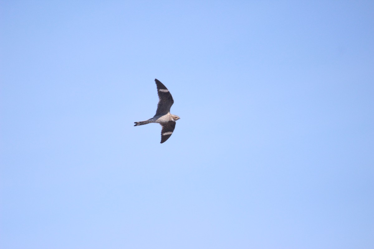 Common Nighthawk - ML654749305