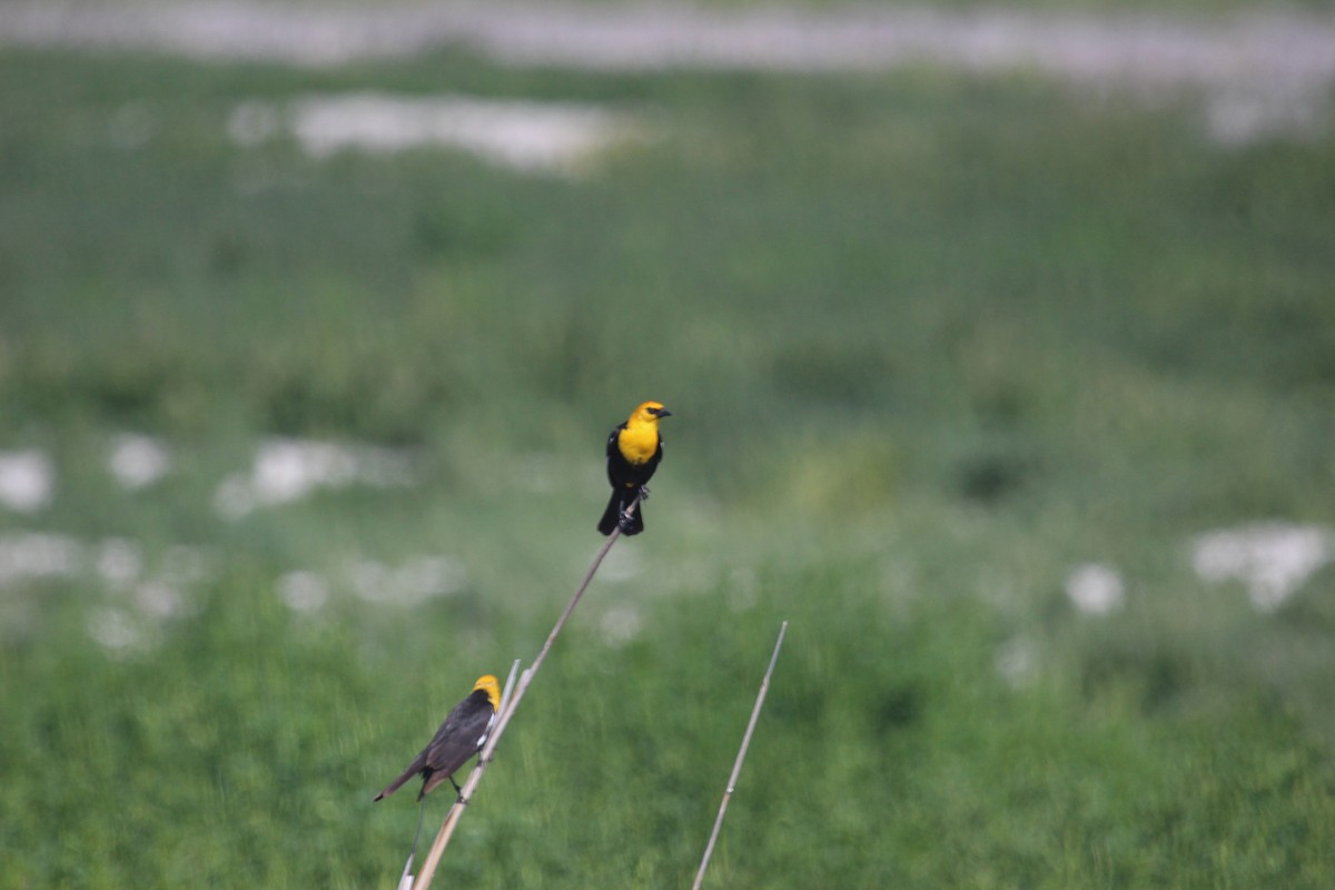 Yellow-headed Blackbird - ML654749361
