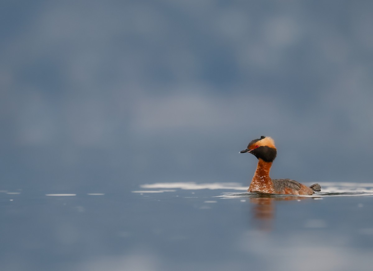 Horned Grebe - ML654749807