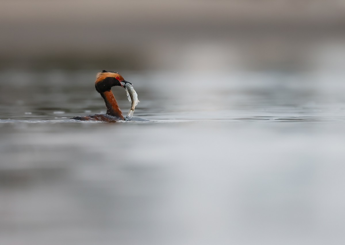 Horned Grebe - ML654750056