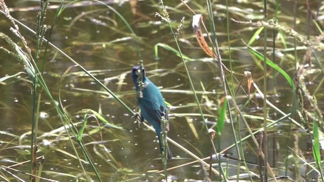Indigo Bunting - ML654750286