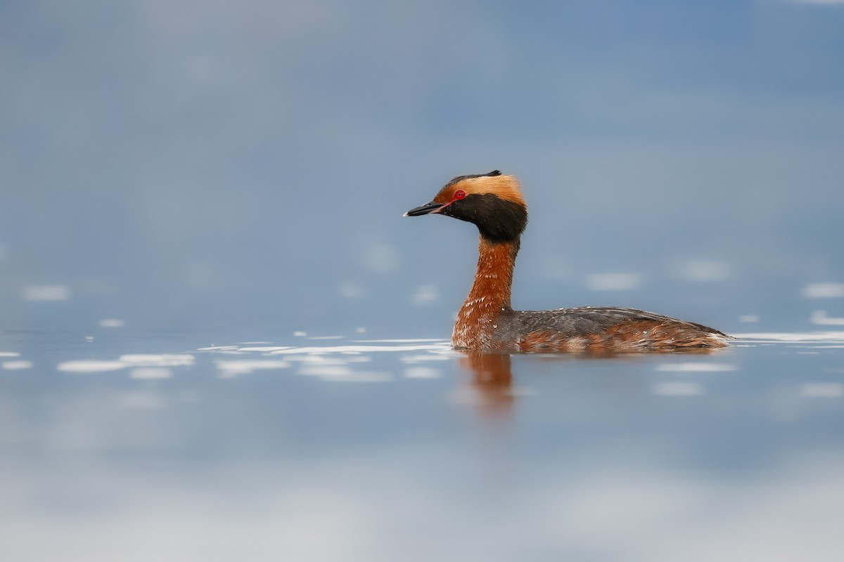 Horned Grebe - ML654750339