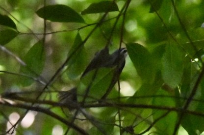 Red-eyed Vireo - ML654752476