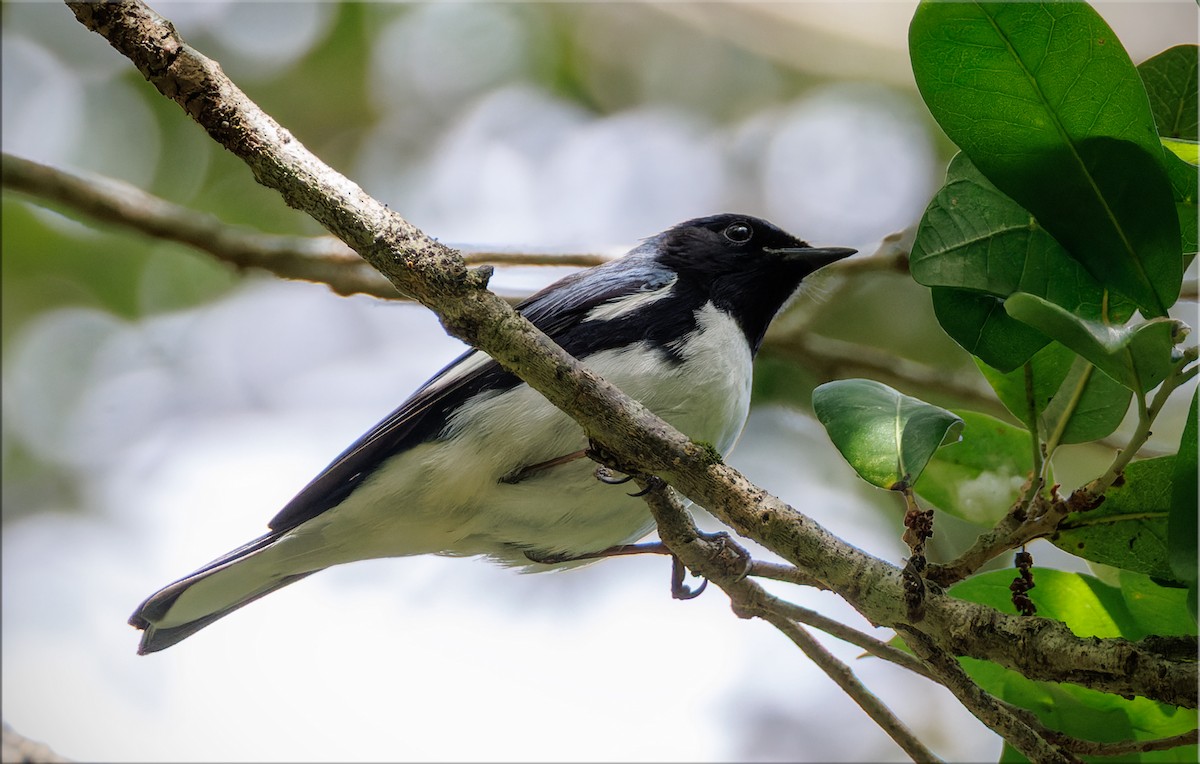 Black-throated Blue Warbler - ML654754702