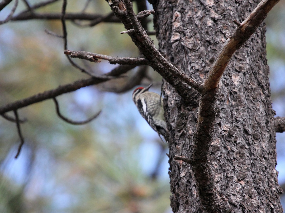 Red-naped Sapsucker - ML65475481