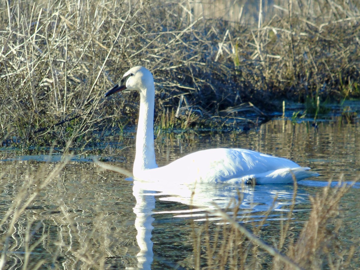 Trumpeter Swan - ML654755484