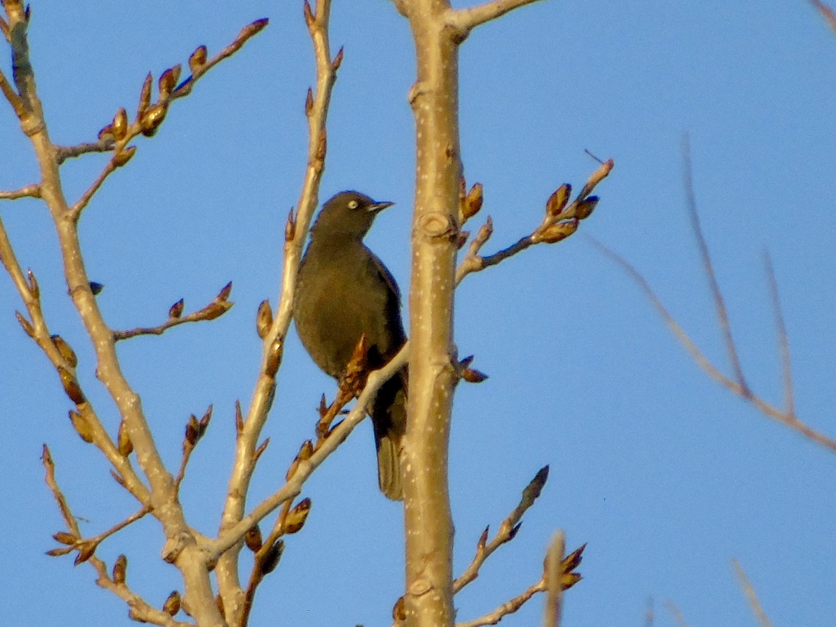 Rusty Blackbird - ML654755517