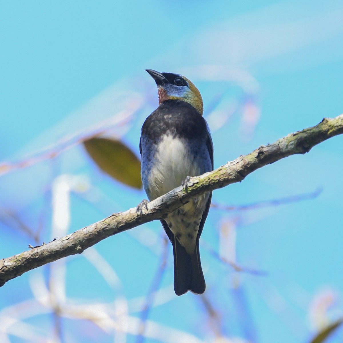 Golden-hooded Tanager - ML654756186