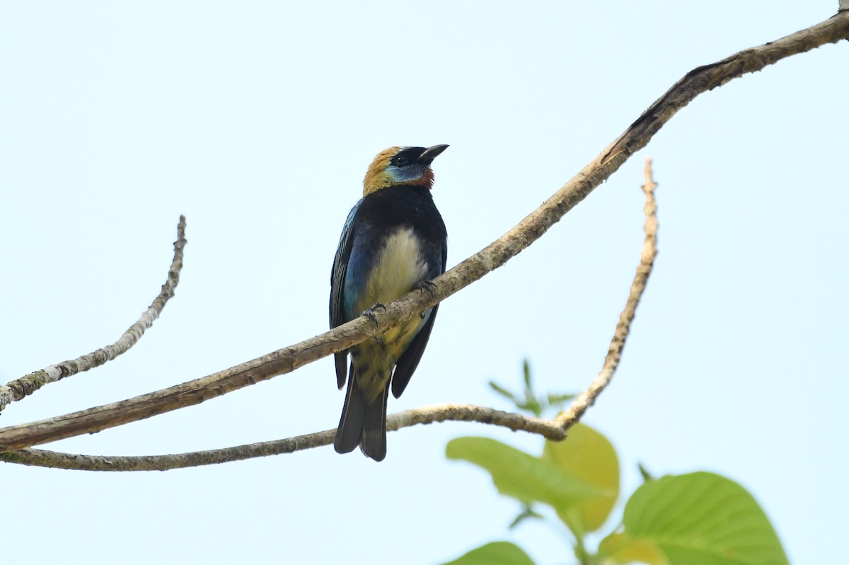 Golden-hooded Tanager - ML654756189