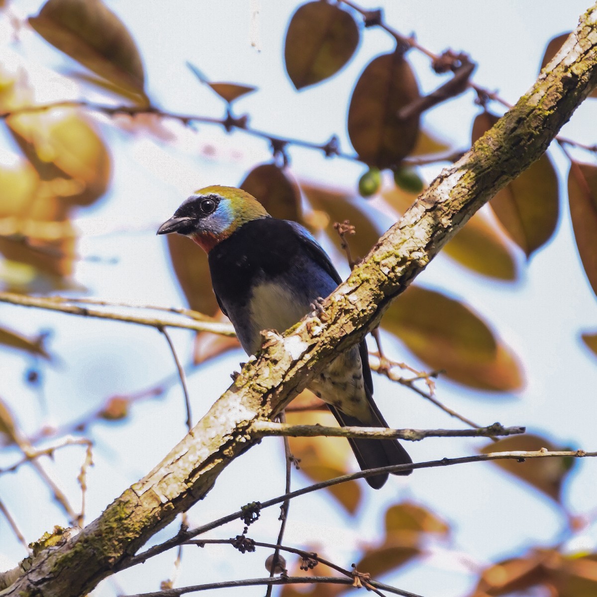 Golden-hooded Tanager - ML654756191