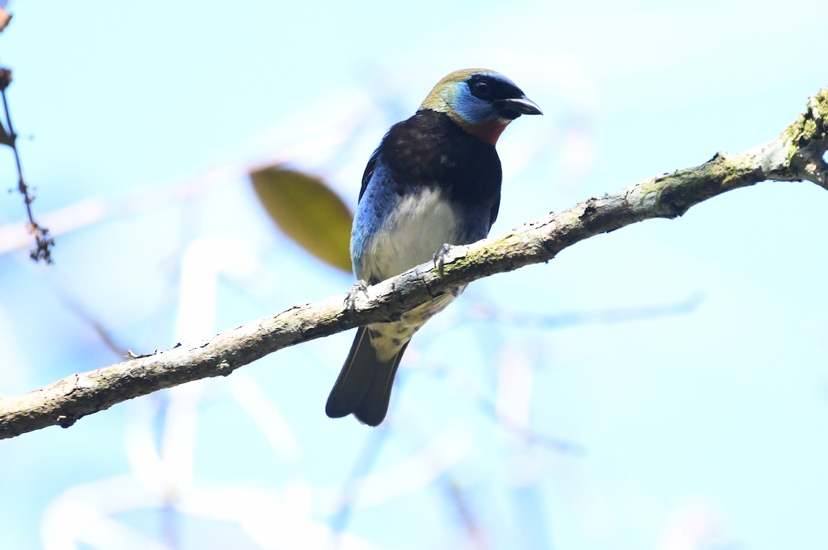 Golden-hooded Tanager - ML654756192