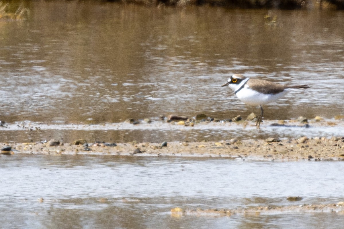 eBird Checklist - 28 Mar 2026 - Meneou (Μενεού) Trailer Park - 15 species