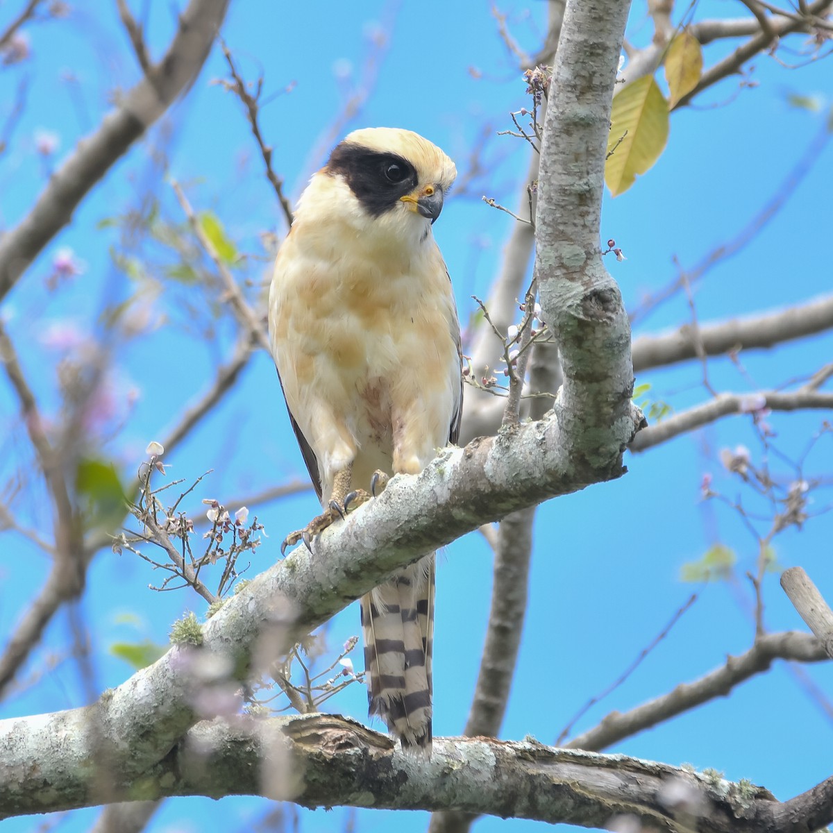 Laughing Falcon - ML654756376