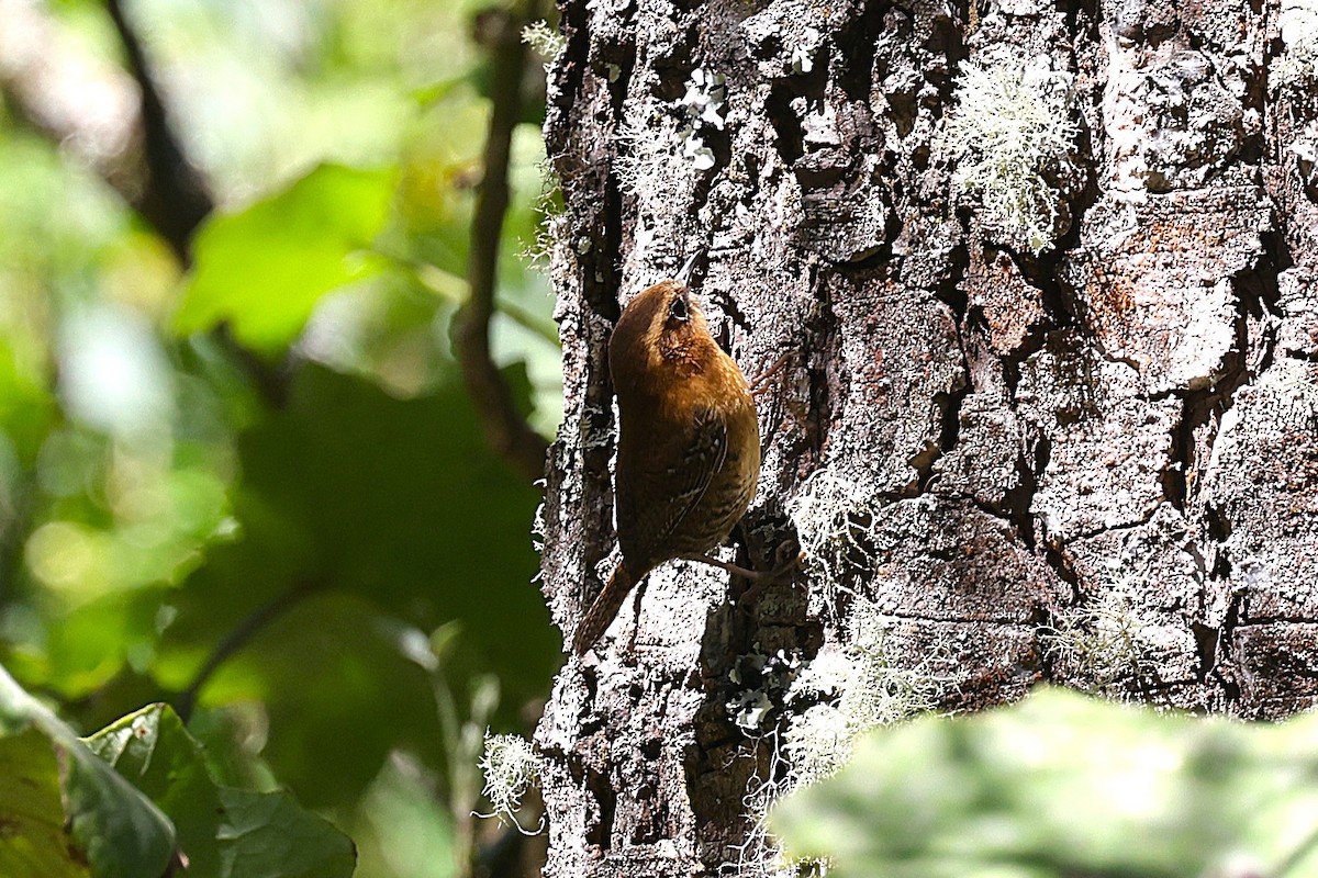 Rufous-browed Wren - ML654756550