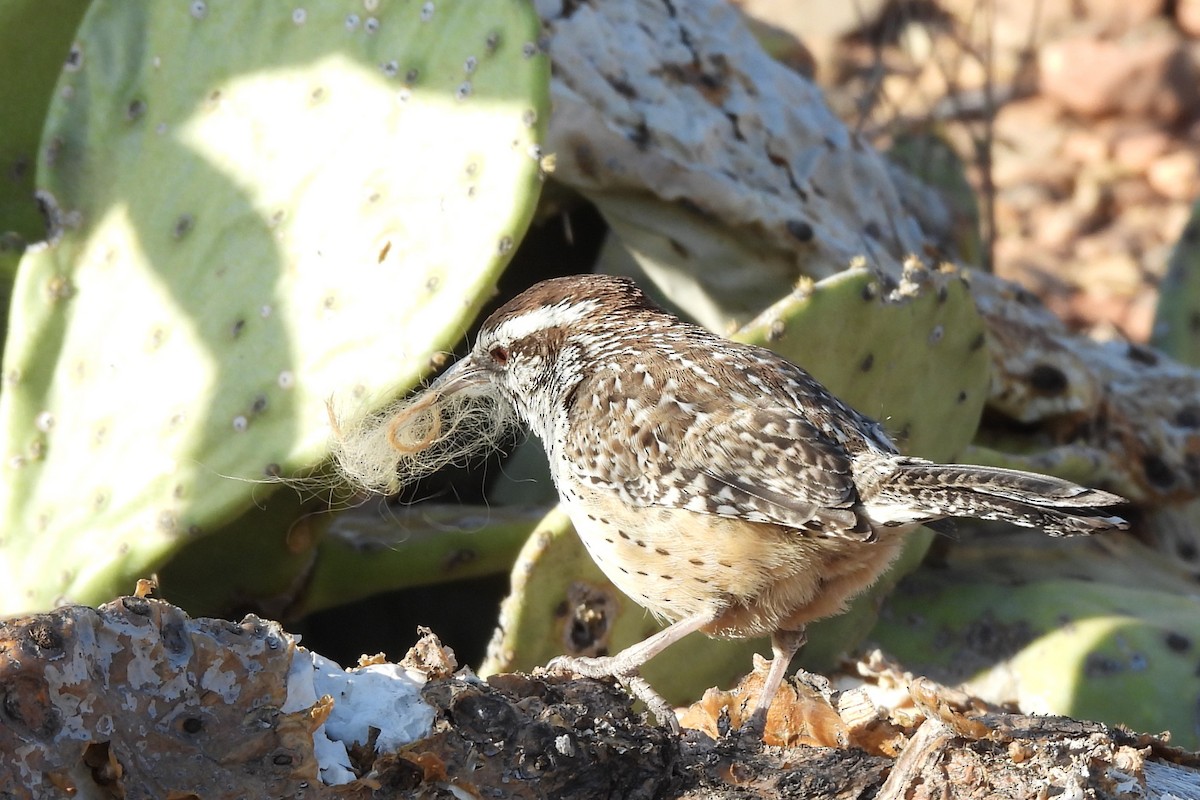 eBird Checklist - 30 Mar 2026 - Big Bend NP--Panther Junction - 6 species