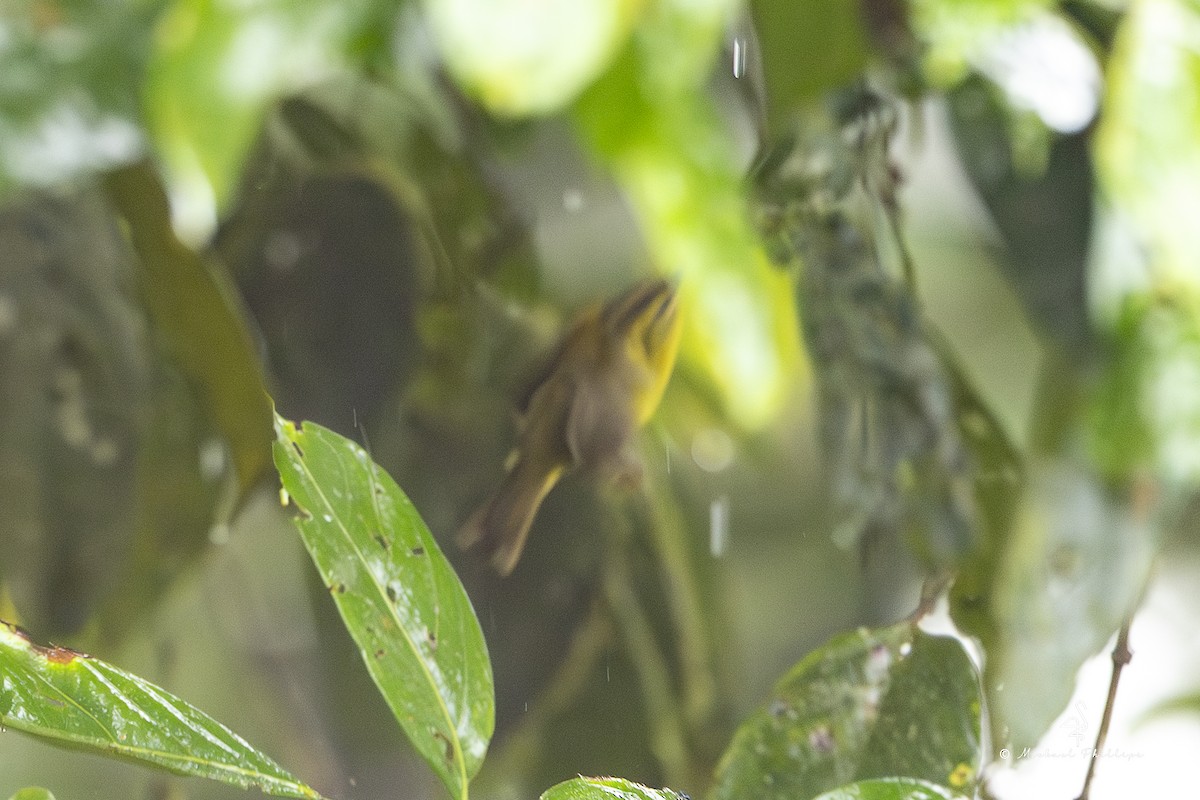 Choco Warbler - ML654757835