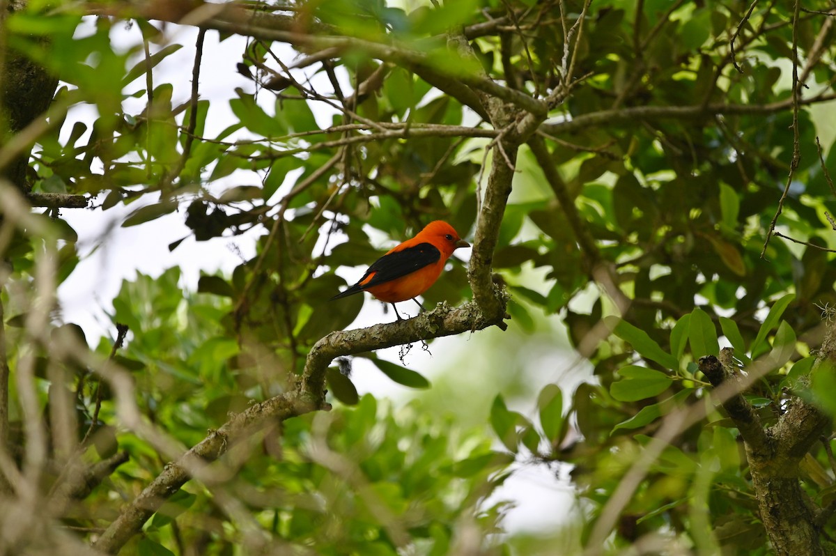 Scarlet Tanager - ML654758665