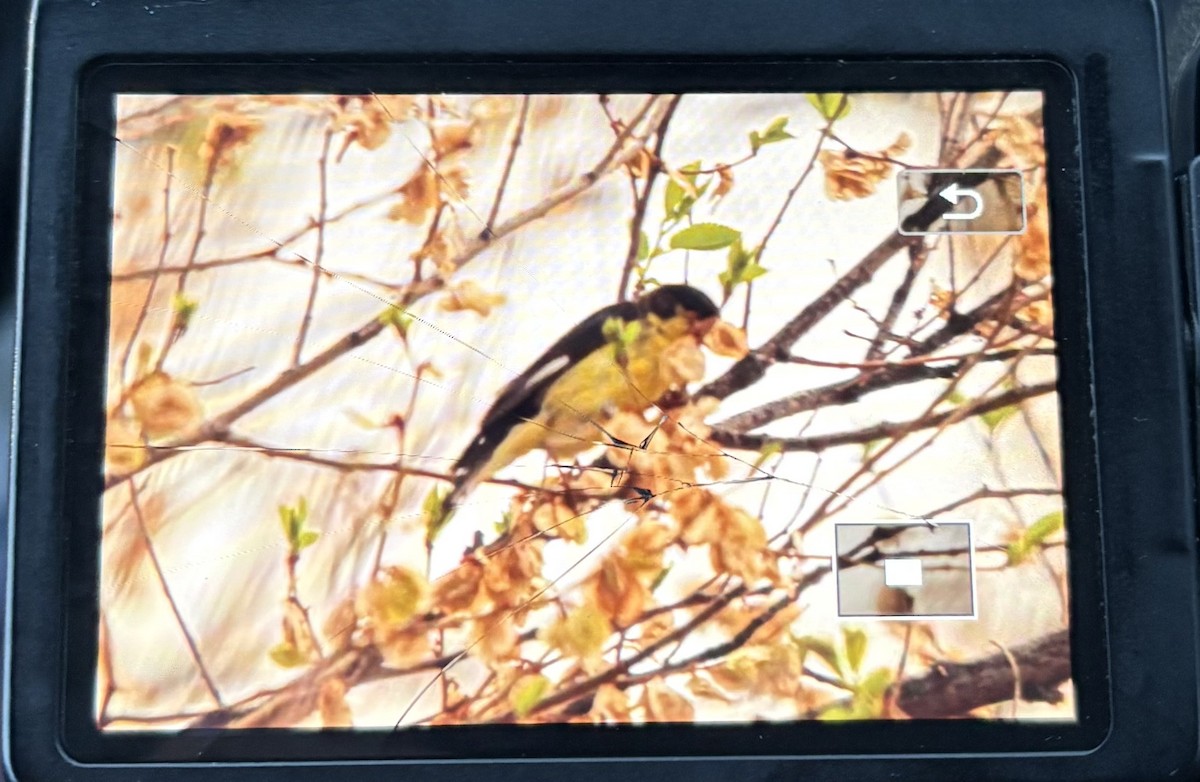 Mexikozeisig - ML654758788