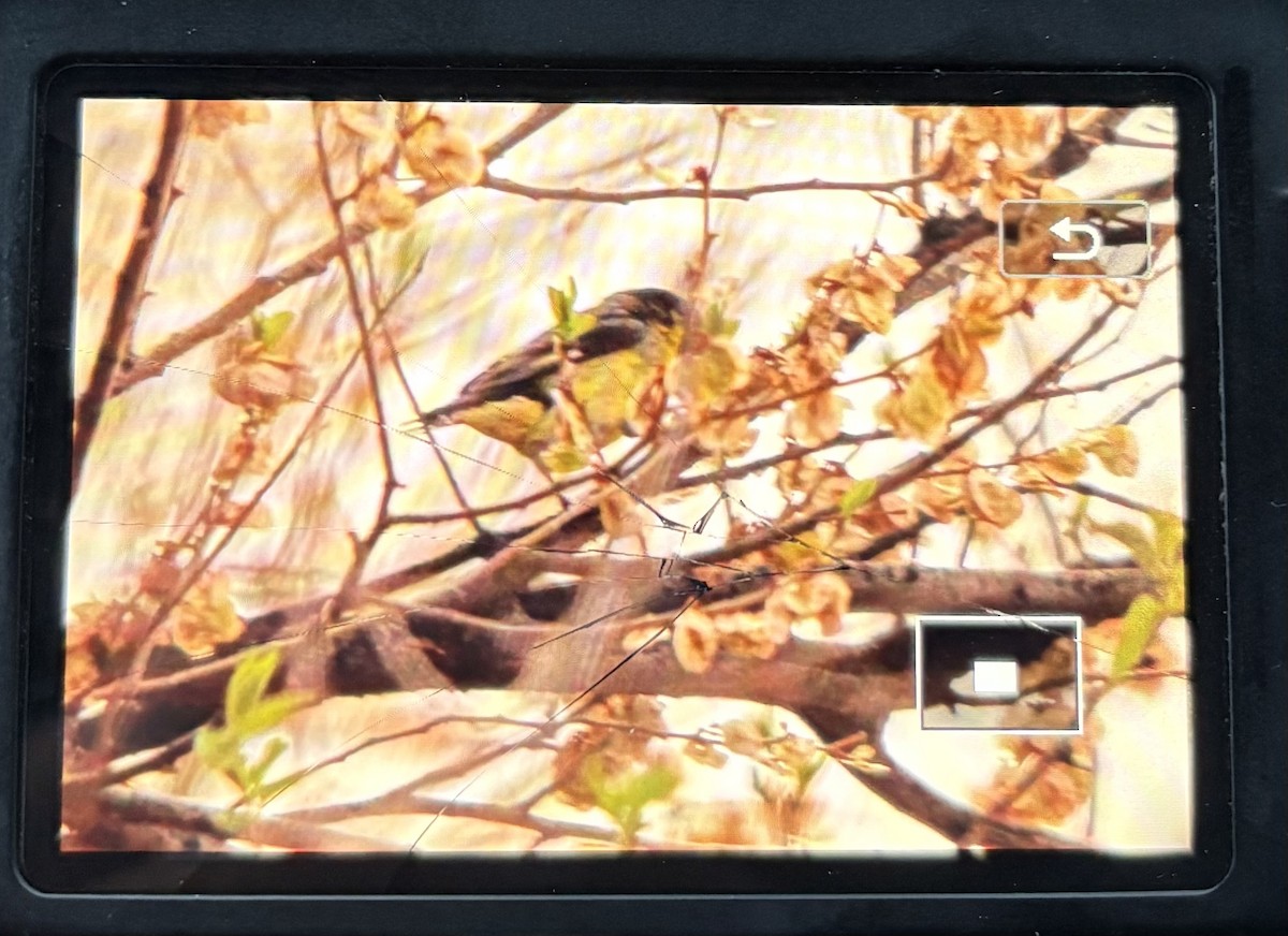 Mexikozeisig - ML654758789