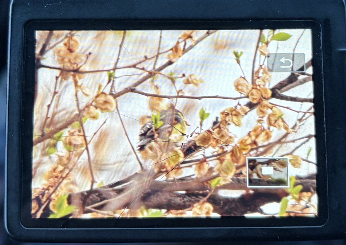 Mexikozeisig - ML654758790