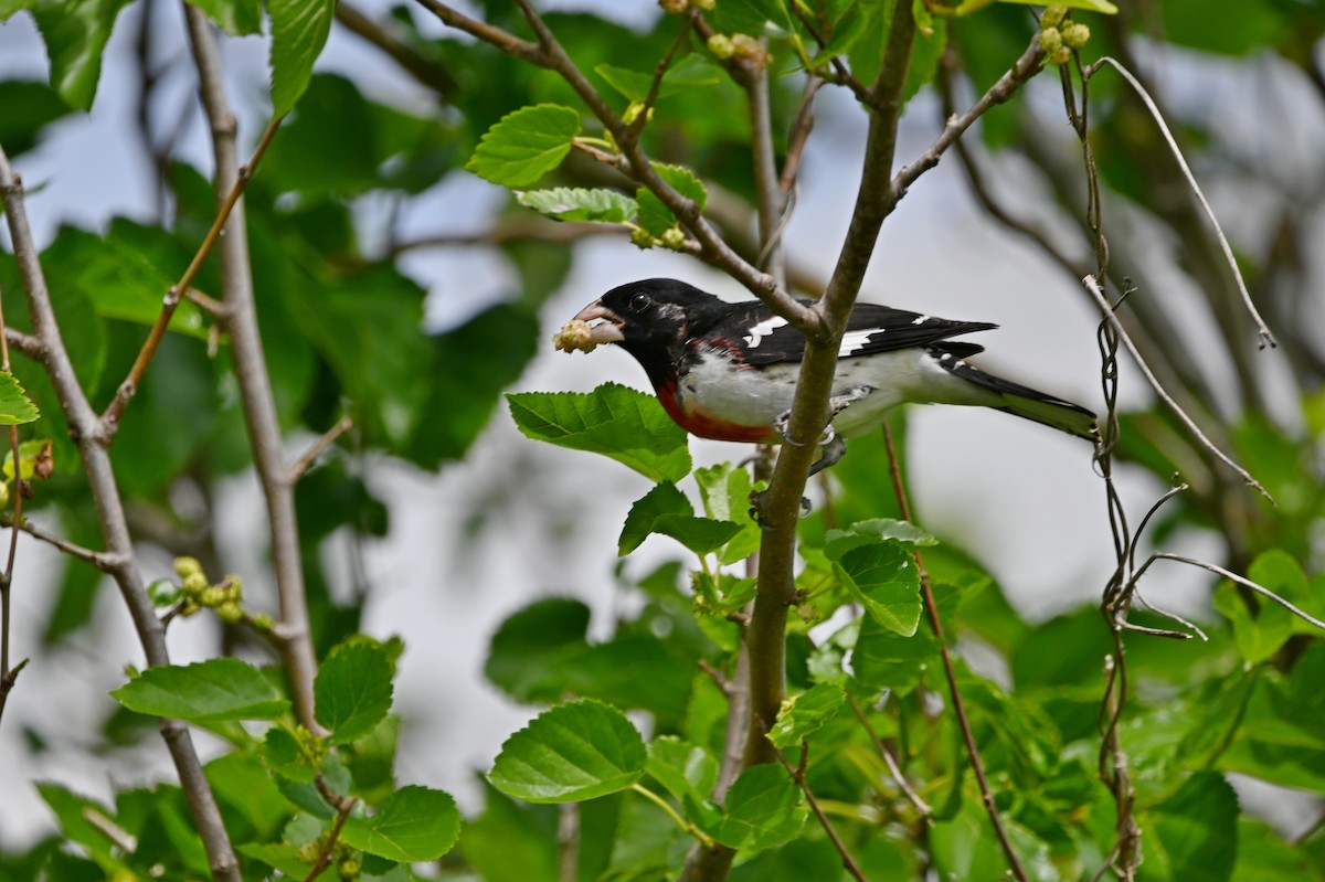 Rose-breasted Grosbeak - ML654758817