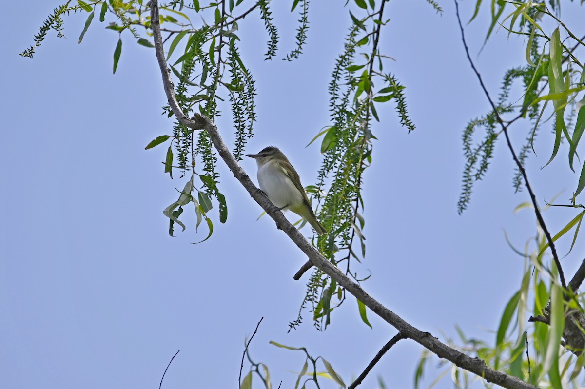 Red-eyed Vireo - ML654758969