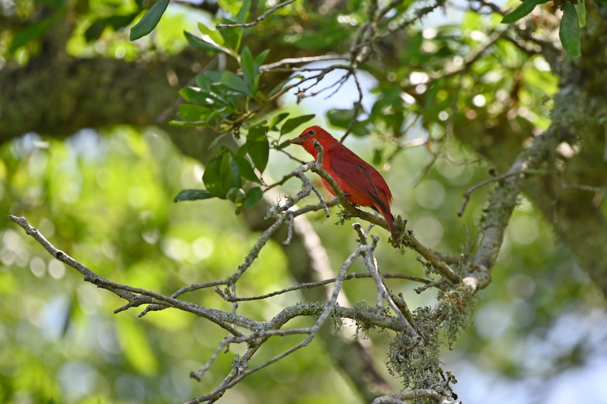 Summer Tanager - ML654758978