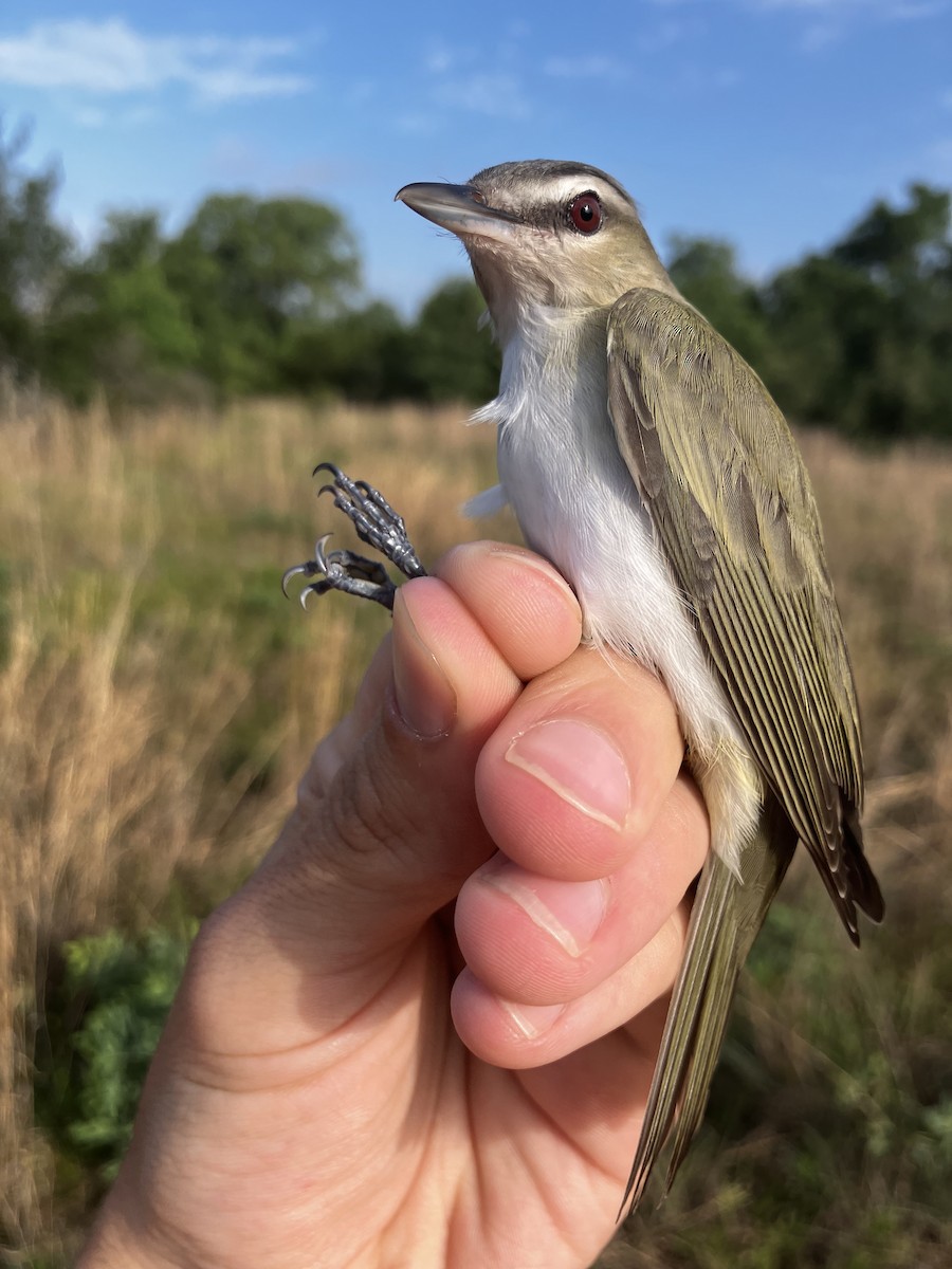 Red-eyed Vireo - ML654759299