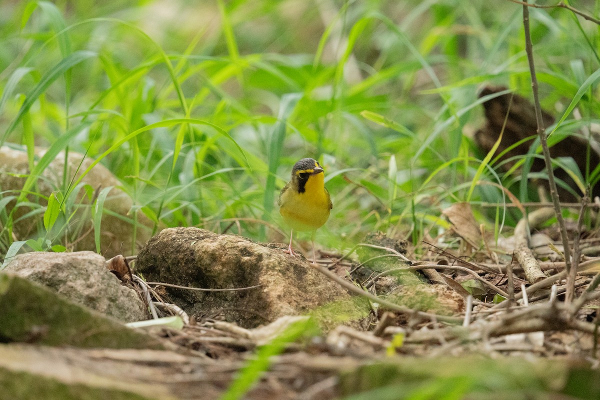 kentuckyparula - ML654759352