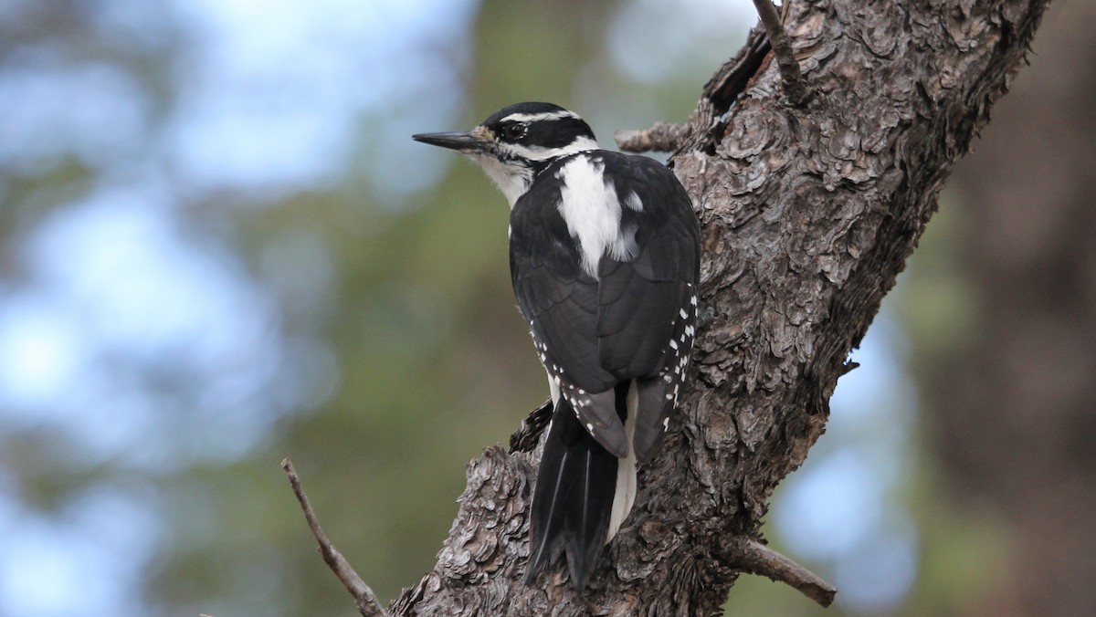 Hairy Woodpecker - Jerry Elling