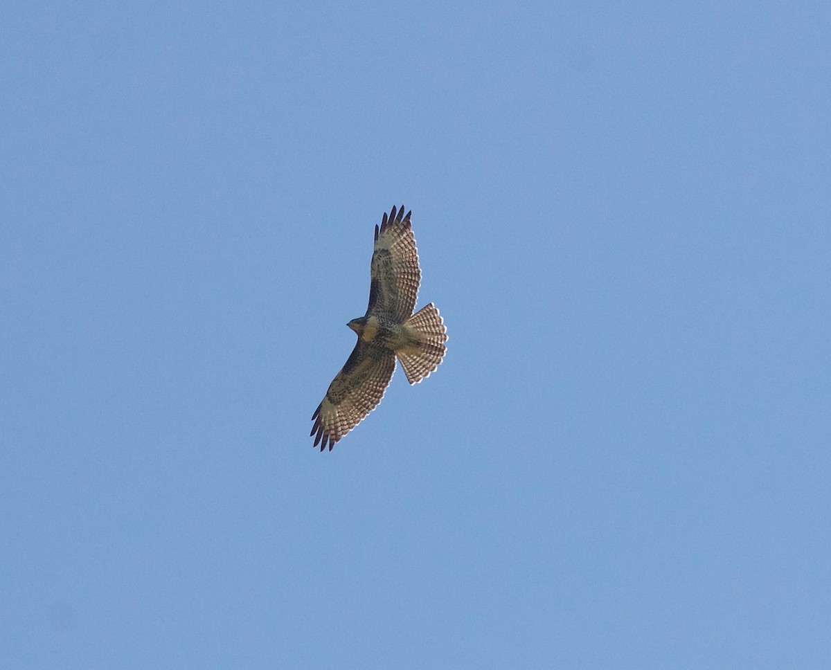 Red-tailed Hawk - Stanton Hunter