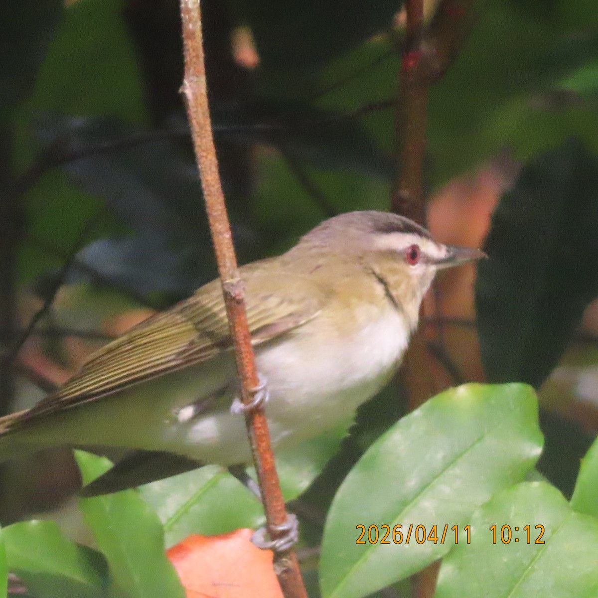 Red-eyed Vireo - ML654759793