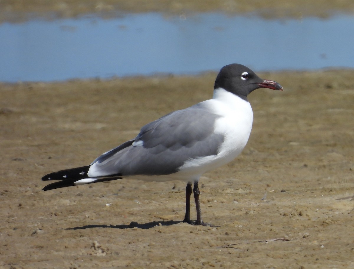 Gabbiano sghignazzante - ML654760662