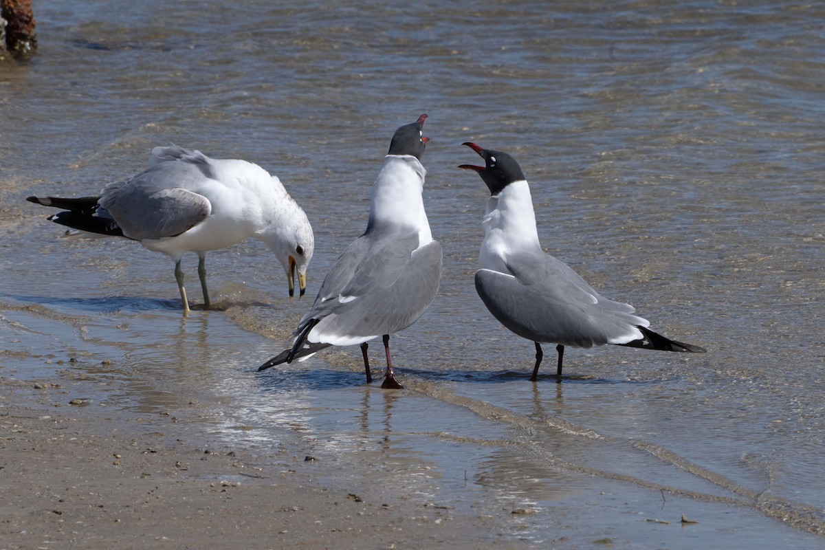 Gabbiano sghignazzante - ML654760871