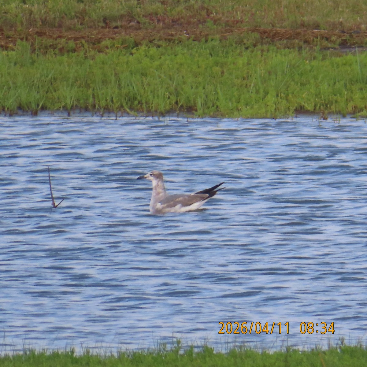 Gabbiano sghignazzante - ML654760970