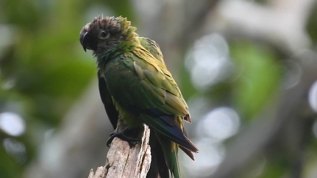 Dusky-headed Parakeet - ML654761048
