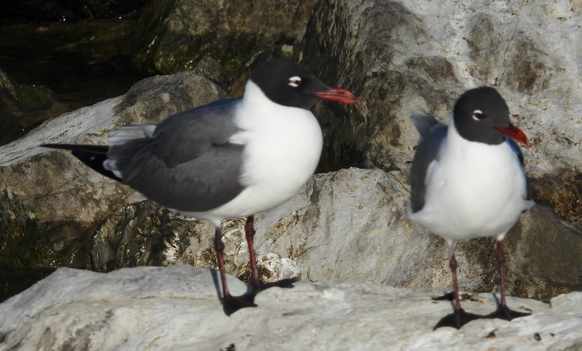 Gabbiano sghignazzante - ML654761056