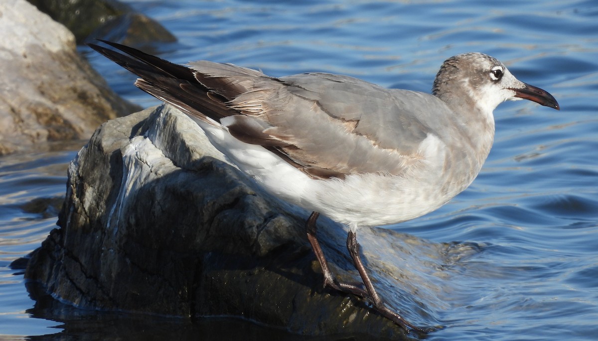 Gabbiano sghignazzante - ML654761108