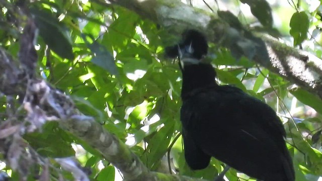 Amazonian Umbrellabird - ML654761342